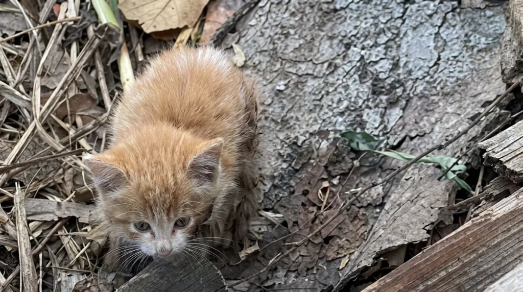 Sauvetage chaton