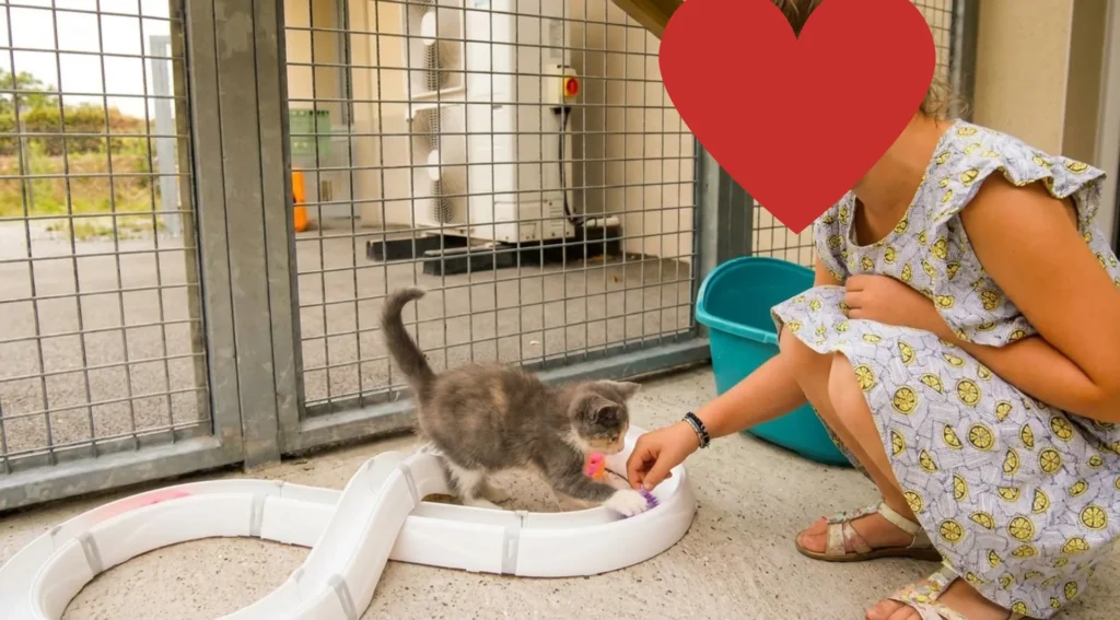  l’incroyable destin d’un chaton abandonné à la SPA