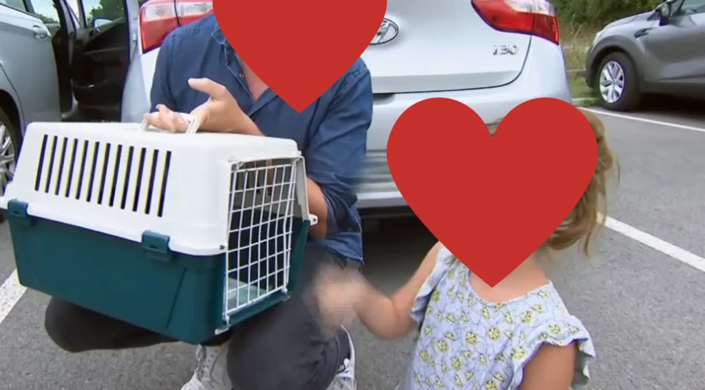  l’incroyable destin d’un chaton abandonné à la SPA