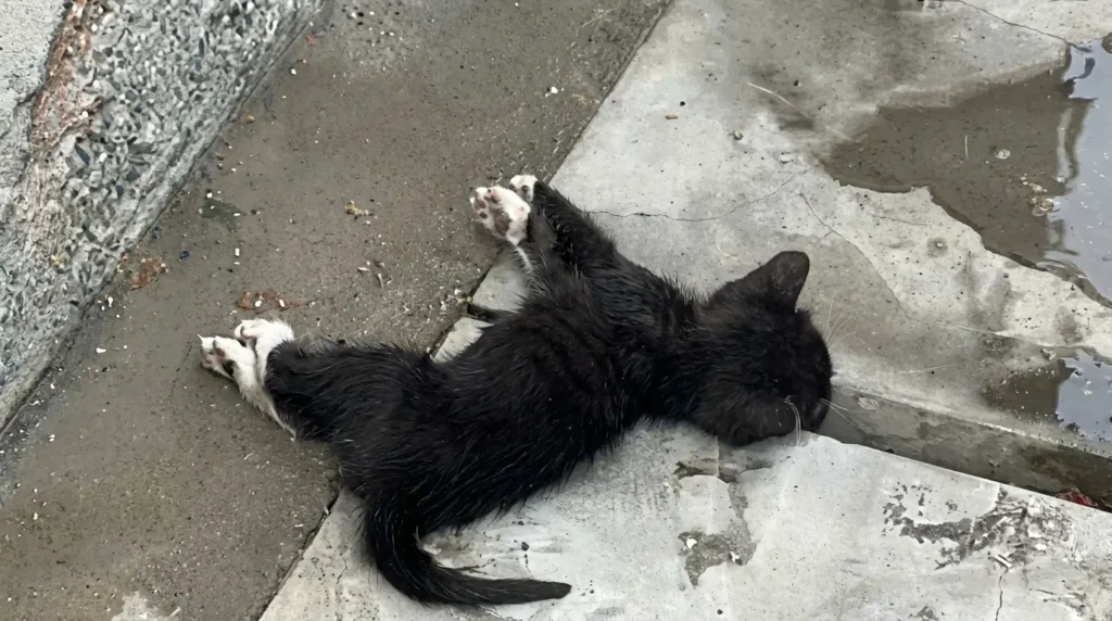 Le Miracle du Chaton Sauvé 